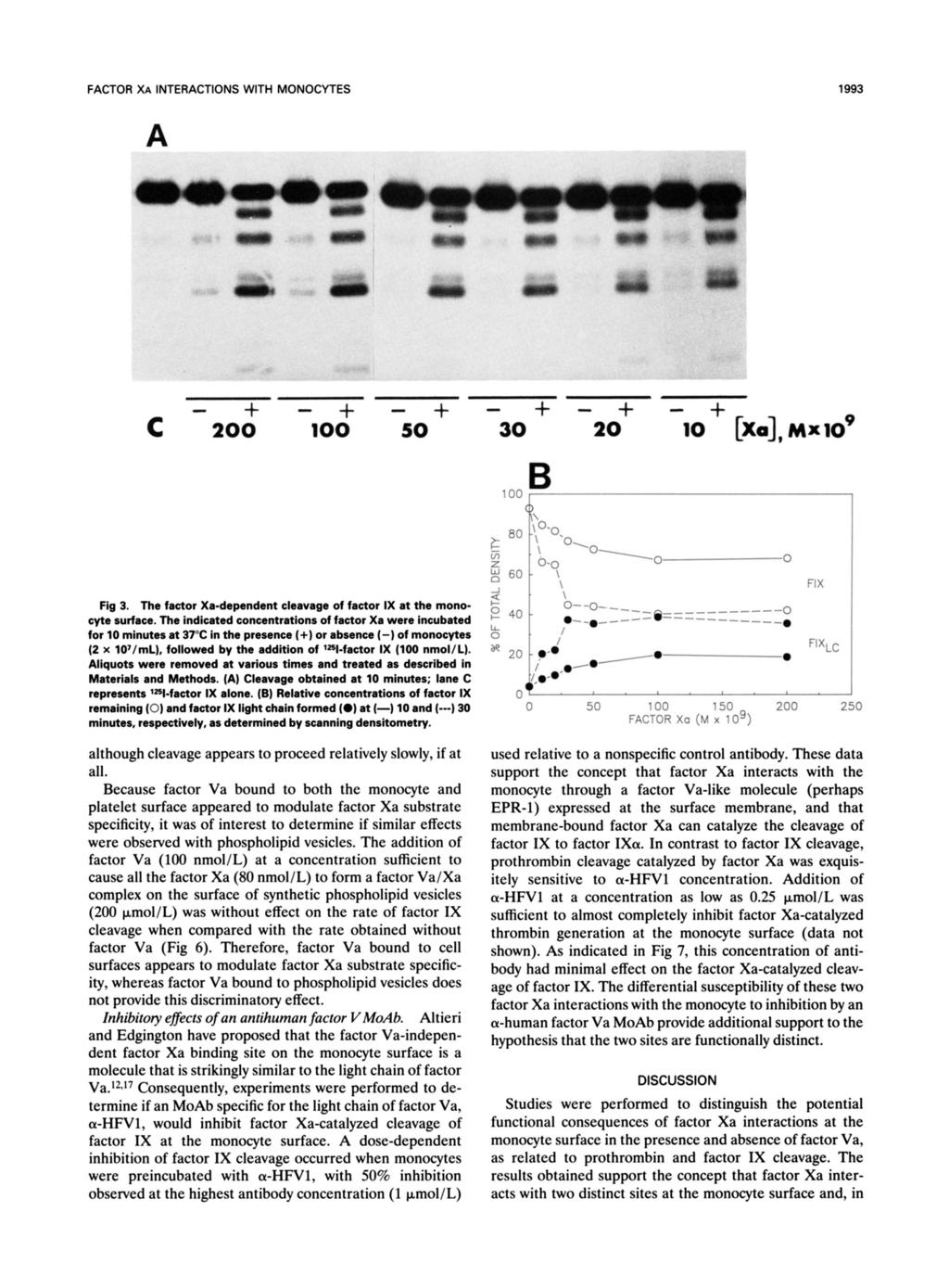FACTOR Xn INTERACTIONS WITH MONOCYTES 1993 A - + - + - + c 200 100 50 - + - + - + 30 20 10 [x~], ~ ~ 1 Fig 3. The factor Xa-dependent cleavage of factor IX at the monocyte surface.