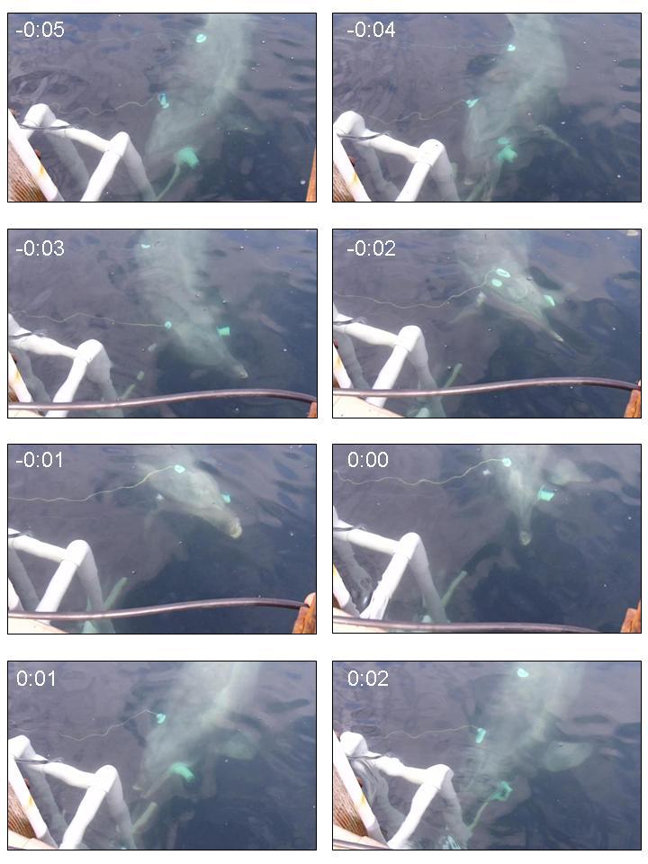 FIGURE 22. Example of anticipatory behavior in the dolphin OLY.