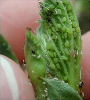 Three aphid monitoring and sampling methods were employed on cooperating strawberry farms. These methods were as follows: a.