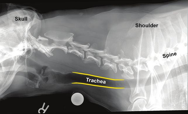 How is Tracheal Collapse Diagnosed? The first step to diagnose an animal with a collapsing trachea is to take radiographs.