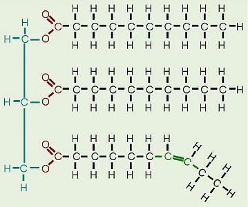 Attached to the glycerol are 3 long chains called fatty acids.