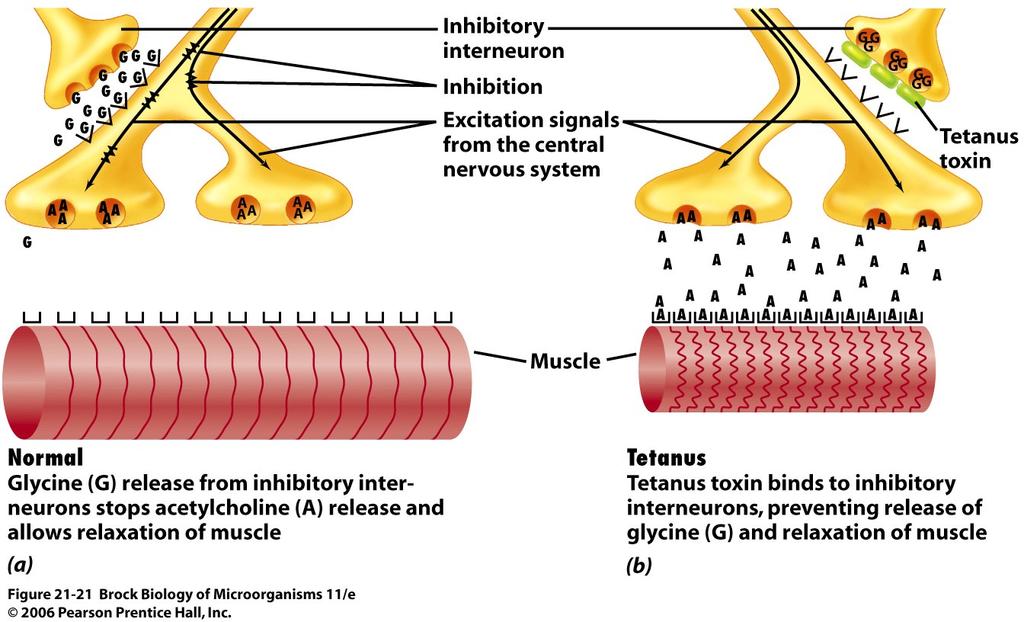 Action of tetnus toxin