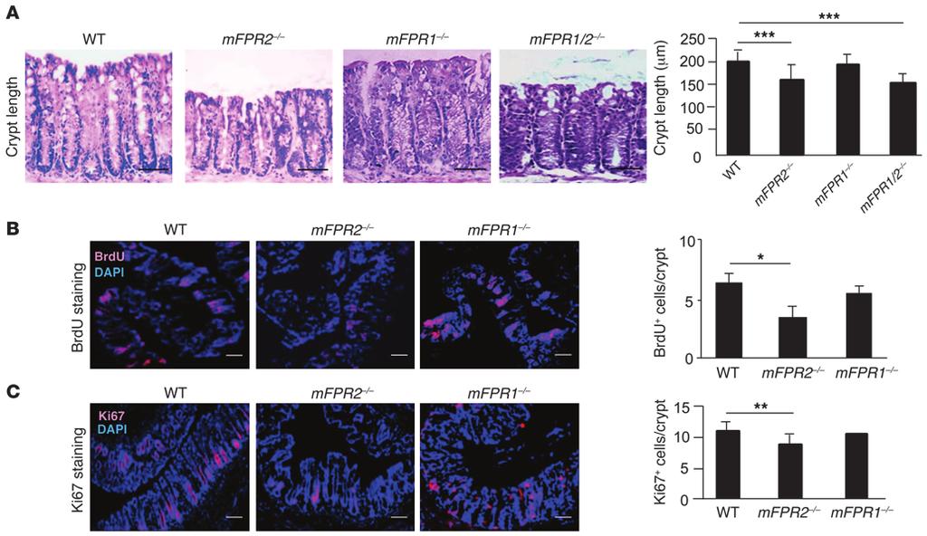 Figure 2 Proliferation of epithelial cells in mouse colon. (A) Reduced length of colonic crypts in mfpr2 / mice. H&E-stained sections of colons from naive WT, mfpr2 /, mfpr1 / and mfpr1/2 / mice.