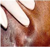Pigmentation of the skin may prevent visualizing the reactive hyperemia in the pressure injury Moistening the skin will often aid in
