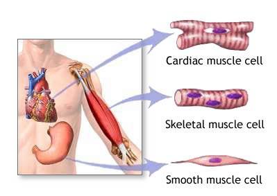 Muscle Anatomy Thursday January, 24 th, 2013