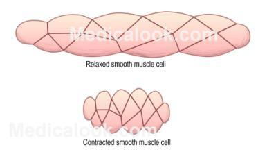 Smooth Muscle 1.