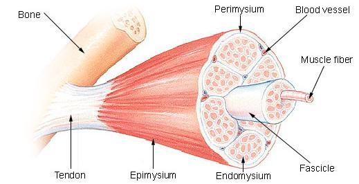 Anatomy of Skeletal Muscle Each muscle consists of Connective tissue Skeletal muscle tissue Nerves Blood vessels 1.