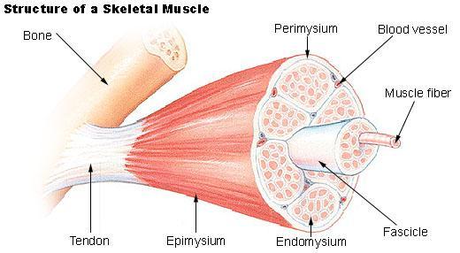 1. Connective Tissues Epimysium separates entire muscle from other tissues, surrounds skeletal muscle Perimysium separates