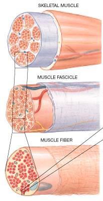 1. Connective Tissues Supports and protect muscle cells Form tendons Provide