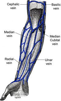 Lecture 10 Arteries and veins of the upper limb 1. Identify the Subclavian, axillary, brachial (deep and superficial), radial and ulnar arteries and superficial/deep palmar arches 2.