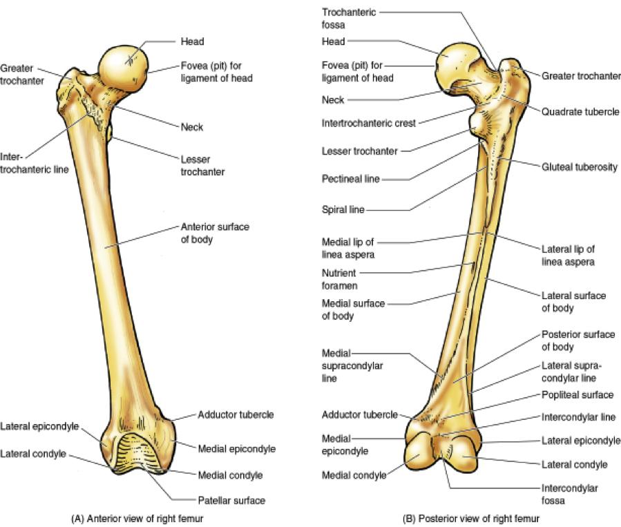 notch, Obturator foramen Identify on the pubis: rami, body, pubis symphisis 8. Identify in proximal femur: head, neck, trochanters, gluteal tuberosity, linea alba 9.