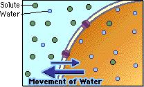 THE CELL SHRINKS When water concentration is higher inside the