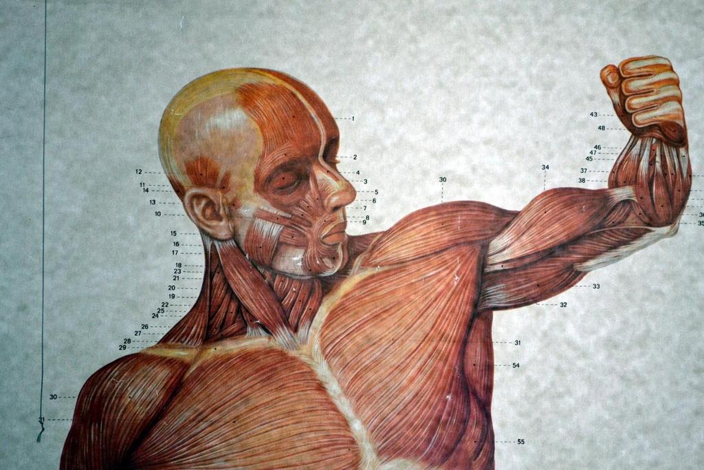 Ch 8 Muscles Introduction: A. All movements require muscle which are organs using chemical energy to contract. B.