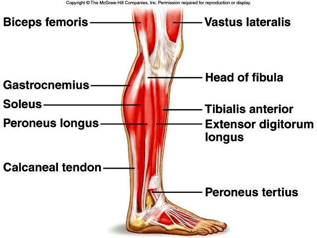 M.Muscles that Move the Ankle, Foot, and Toes 1.