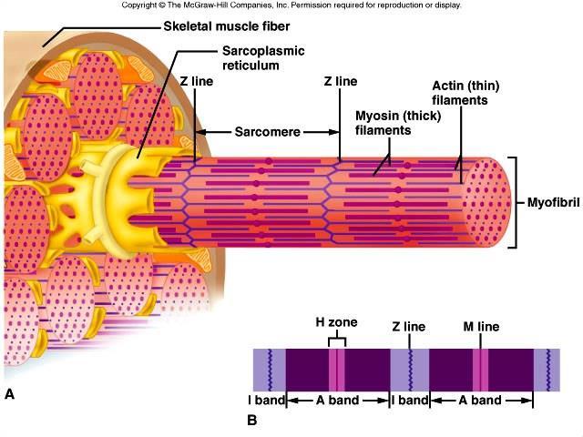 a. Thick filaments of myofibrils are made up of the protein myosin. b. Thin filaments of myofibrils are made up of the protein actin. c. The organization of these filaments produces striations. 3.