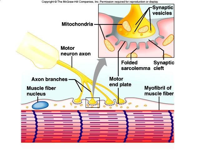 Skeletal Muscle Actions A.