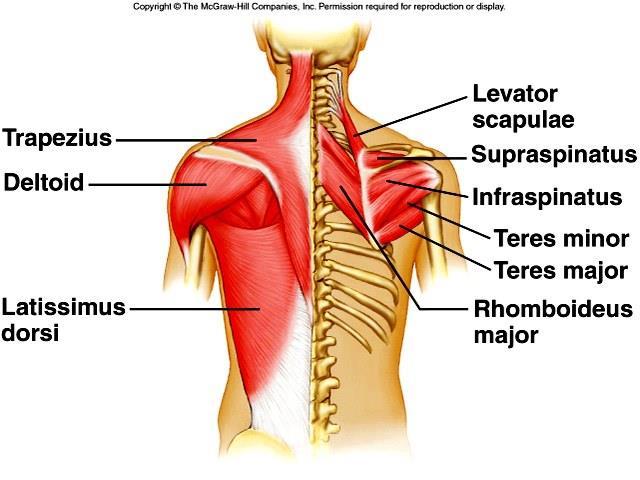 F. Muscles that Move the Arm 1. Muscles connect the arm to the pectoral girdle, ribs, and vertebral column, making the arm freely movable. 2. Flexors include the coracobrachialis and pectoralis major.