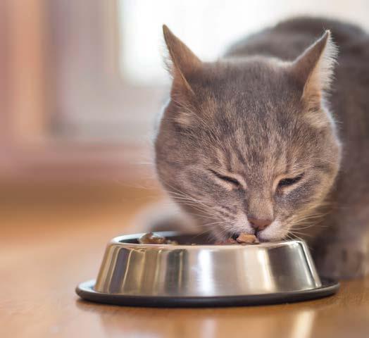 CAT THE GOOD NEWS Attentive care and daily doses of Vetsulin (porcine insulin zinc suspension) can help your cat to lead a normal, healthy life.