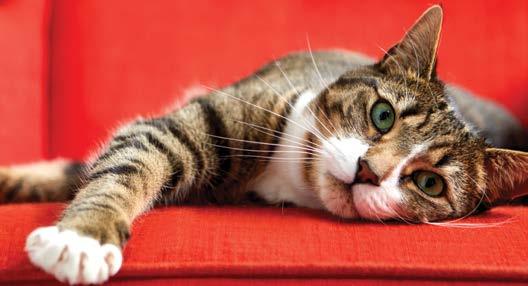 CAT How to Avoid Possible Complications The most common side effect experienced with Vetsulin (porcine insulin zinc suspension) therapy or other insulin preparations is low blood sugar, called