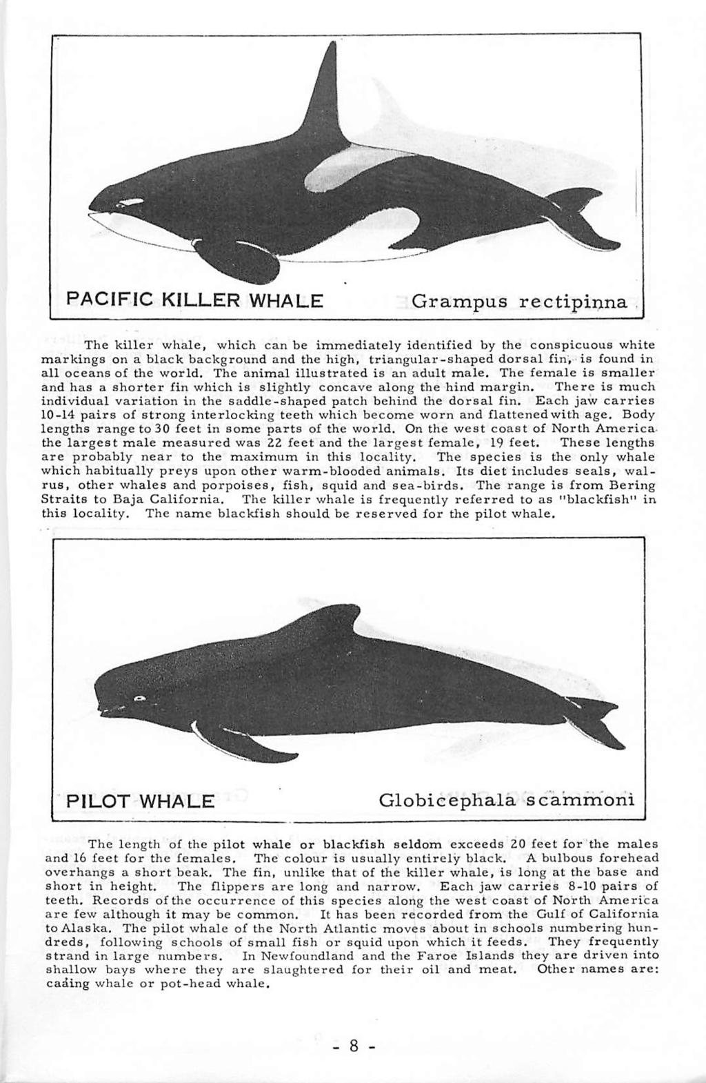 PACIFIC KILLER WHALE Grampus rectipinna The killer whale, which can be immediately identified by the conspicuous white markings on a black background and the high, triangular-shaped dorsal fin, is