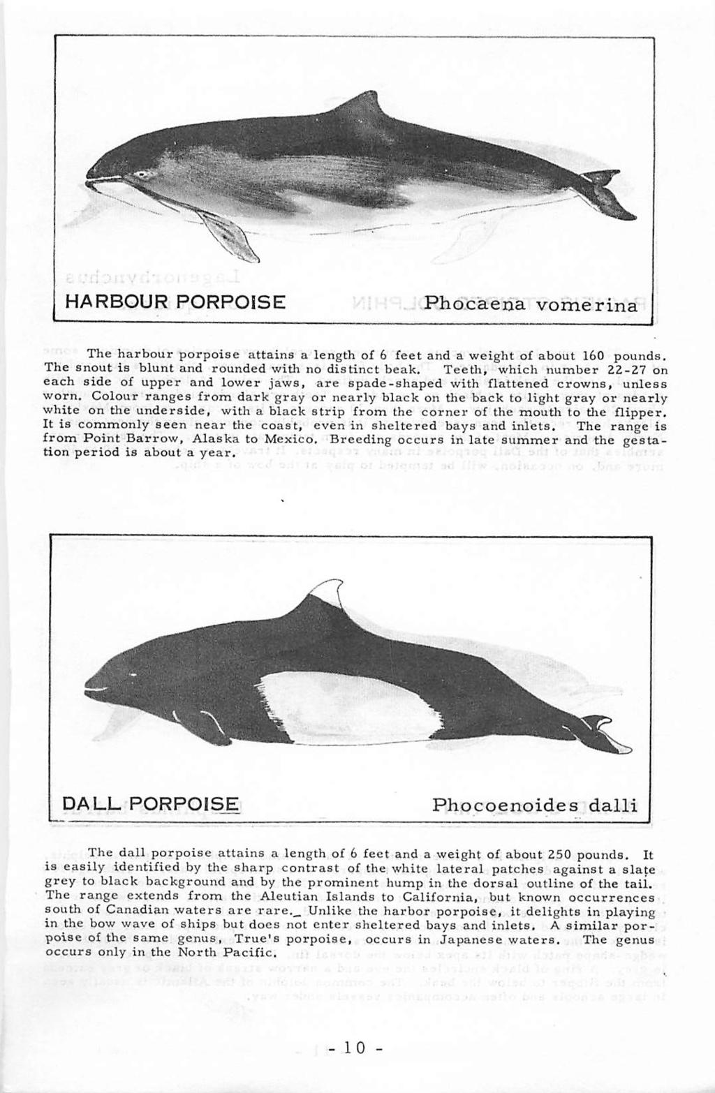 HARBOUR PORPOISE Phocaena vomerina The harbour porpoise attains a length of 6 feet and a weight of about 160 pounds. The snout is blunt and rounded with no distinct beak.