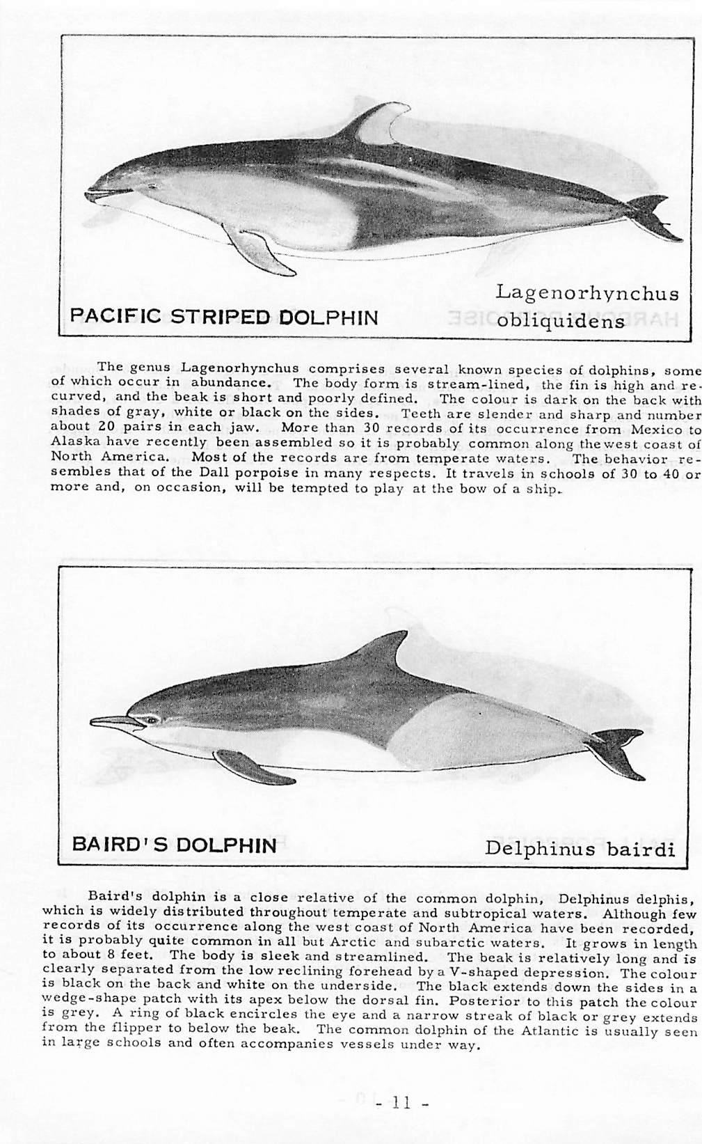 PACIFIC STRIPED DOLPHIN L-agenorhynchus obliquidens The genus Lagenorhynchus comprises several known species of dolphins, some of which occur in abundance.