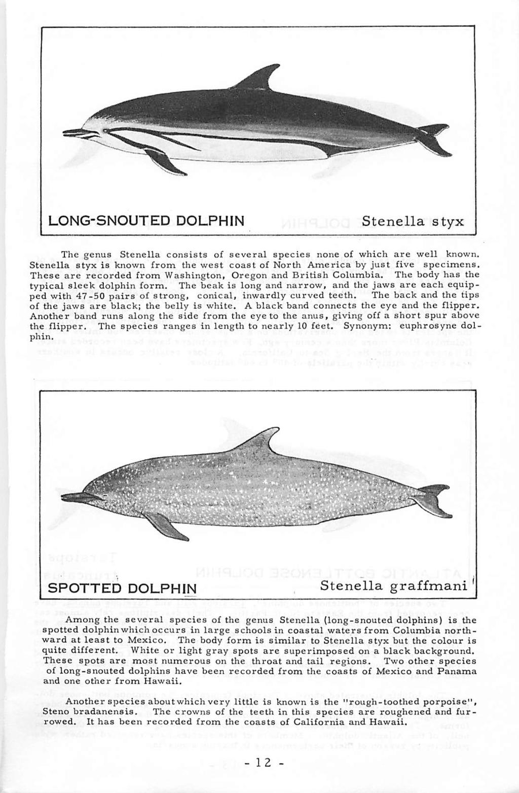 LONG-SNOUTED DOLPHIN Stenella styx The genus Stenella consists of several species none of which are well known. Stenella styx is known from the west coast of North America by just five specimens.