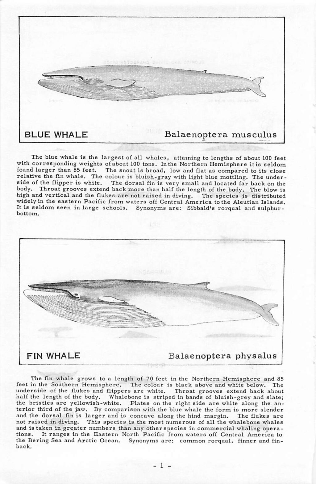 _. L. BLUE WHALE Balaenoptera musculus The blue whale is the largest of all whales, attaining to lengths of about 100 feet with corresponding weights of about 100 tons.