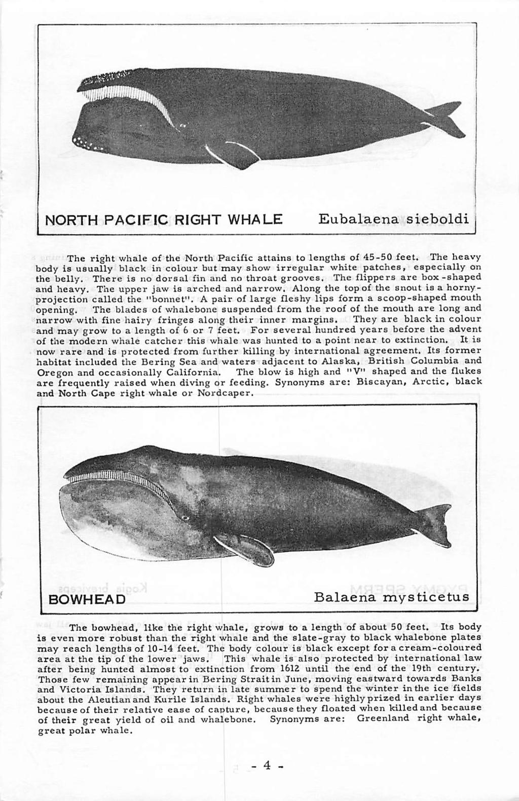 NORTH PACIFIC RIGHT WHALE Eubalaena sieboldi The right whale of the North Pacific attains to lengths of 45-50 feet.