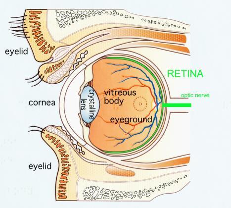 Age-related Macular Degeneration and Other Retinal Degeneration Diseases Drs.