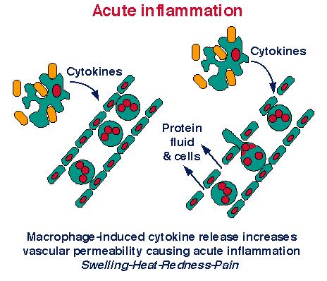 Role of Cytokines In Cell Damage And Neuropsychiatric Abnormalities Drs. Andrew Dentino, Patrick Wood, David Scarborough Cytokines can act as messengers between the immune system and the brain.