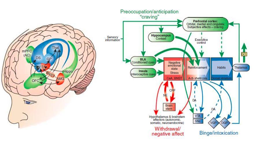 A grand unified theory of addiction: roles of three brain