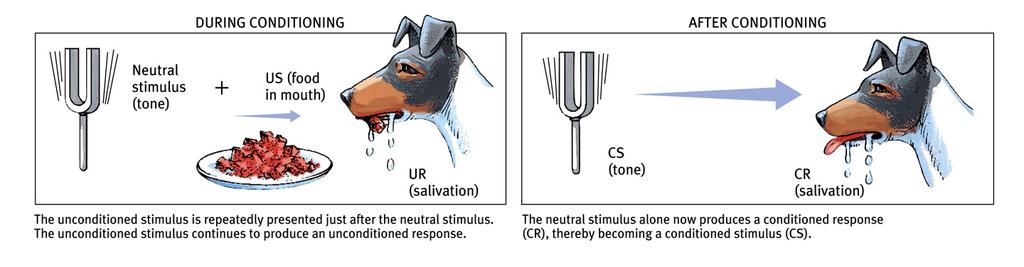 Pavlov s Experiments During conditioning, the neutral stimulus (tone) and the UCS (food) are paired, resulting in salivation