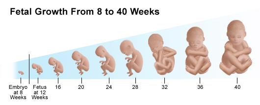The highest ratio of weight gain in fetus are at week 26 to 36 Optimal growth for the premature is the growth curve intra uterine, this