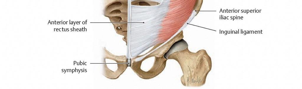 lateral third of inguinal ligament Action: