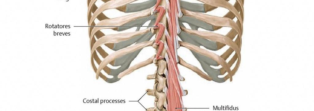 Insertion: Spinous processes of lumbar