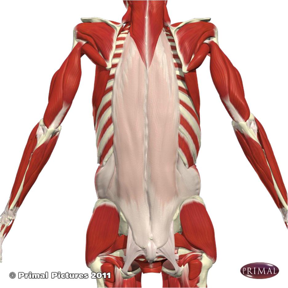 Trunk Integration The Core Thoracolumbar Fascia When the transversus abdominis contracts, it creates tension on