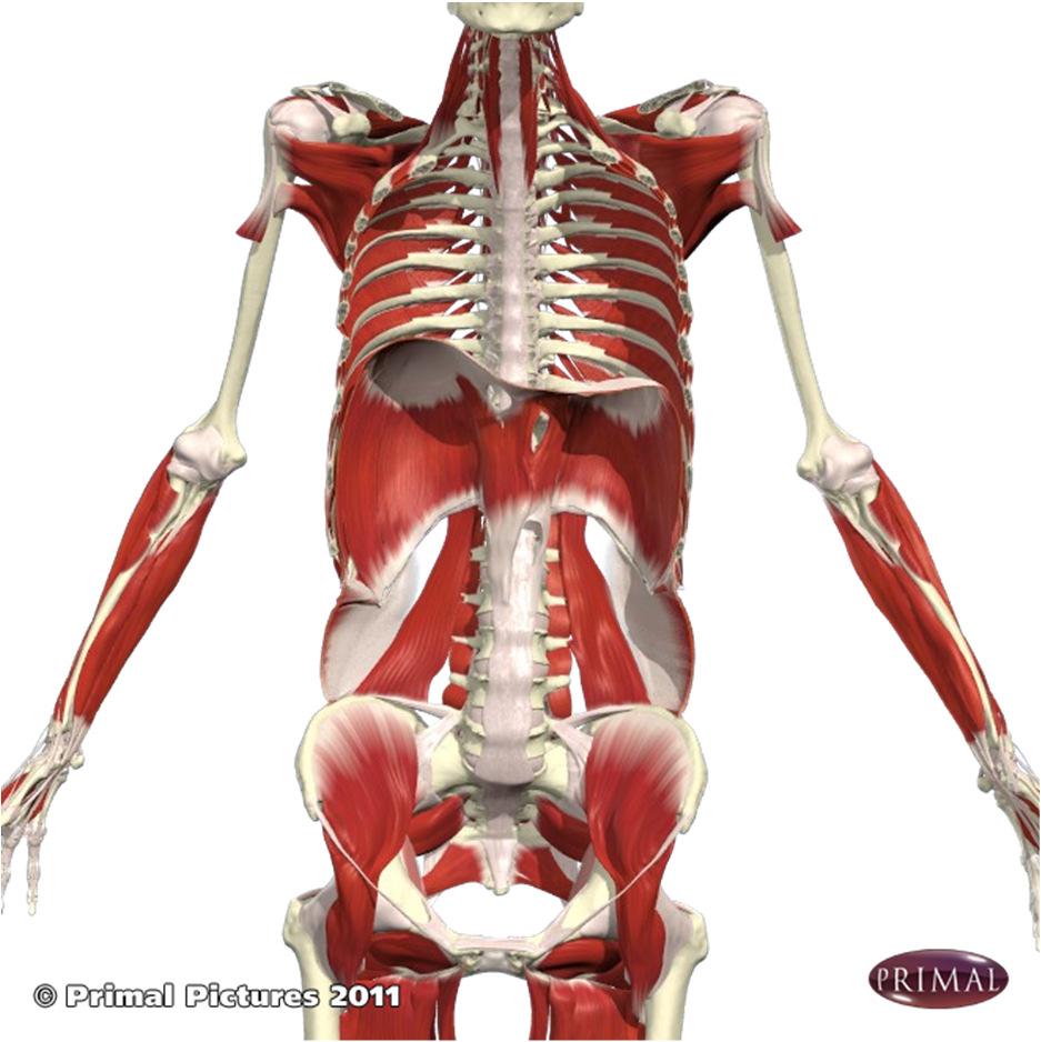 Trunk Integration The Core Transverse Abdominis & Thoracolumbar Fascia As the TA contracts and tightens the thoracolumbar fascia, the multifidi expand into the fascia creating a stabilizing support