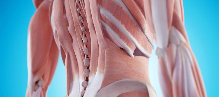 Trunk Integration The Core Core Activation Transversus abdominis and