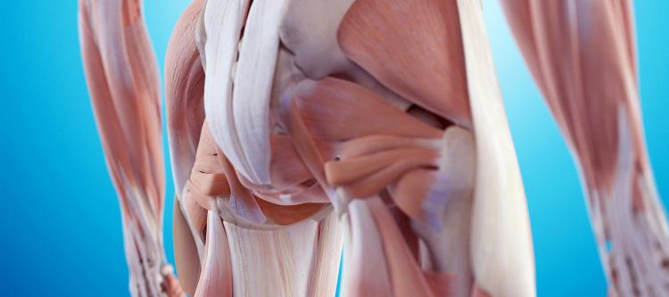Diaphragm organizes the ribcage over the pelvis.