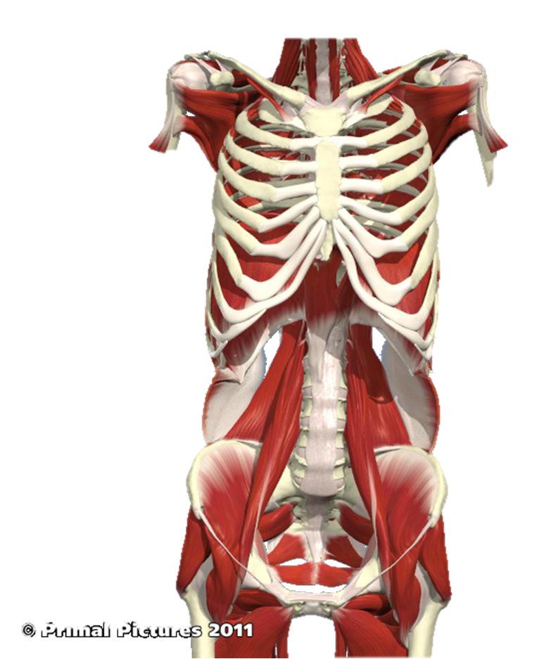 Trunk Integration The Core Psoas Major Origin: Bodies, transverse processes and intervertebral discs of vertebrae T12 and L1-4.