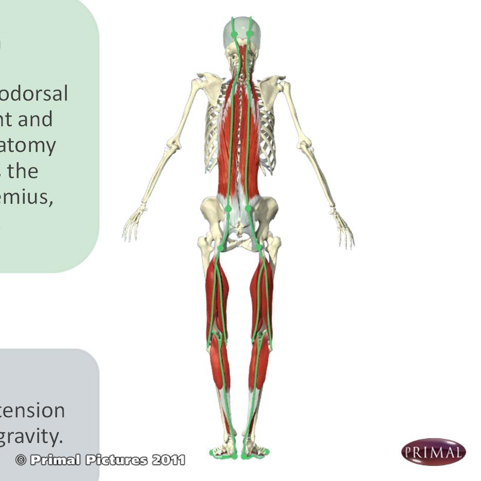 Trunk Integration Lumbopelvic Stability Deep Longitudinal System Anatomy: The deep longitudinal system includes the erector spinae, quadratus lumborum, thoracodorsal fascia, sacrotuberousligament and
