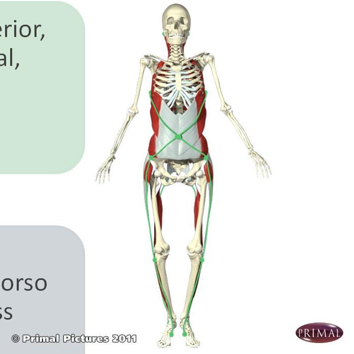 Trunk Integration Lumbopelvic Stability Anterior Oblique Sling Anatomy: Includes the serratus anterior, external oblique abdominal, opposite internal oblique abdominal and