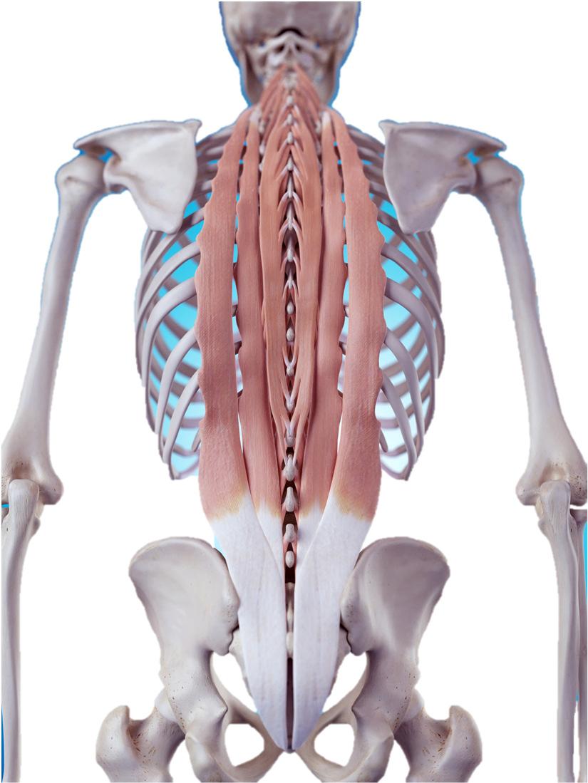 Trunk Integration Spinal Mobility Muscles of the Spine Deep spinal muscles Rotatores Multifidi Erector spinae