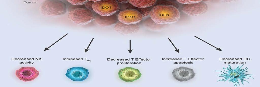 PD-1 blockade + IDO1 inhibitor: Was not effective in melanoma Epacadostat is an oral IDO1 inhibitor