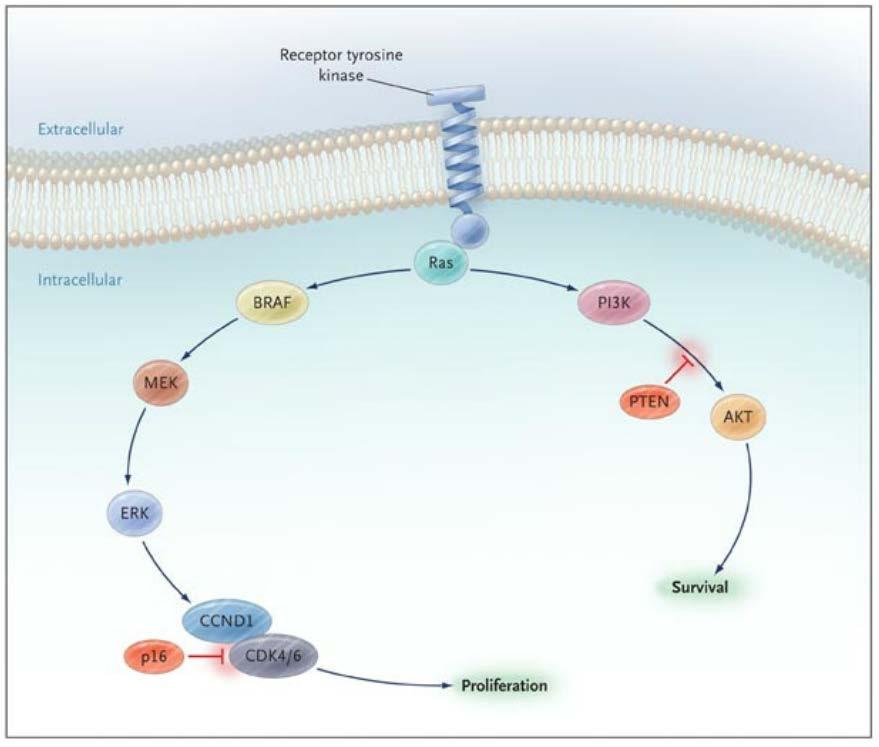 Targeted therapy: BRAF activated melanoma Several approved BRAF targeted therapies: Dabrafenib