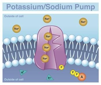 There are four types of pumps : 1- Na+/K+ pump 2- H+ pump 3- H+/K+ pump 4- Ca++ pump Na+/K+ pump For example in Na+/K+ pump, we have 3 binding sites for sodium, and 2 binding sites for potassium,