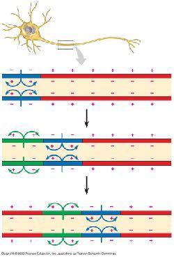 Inactivation loop 5 UNDERSHOOT 1 RESTING STATE axons membrane