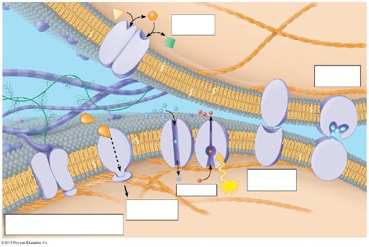 protein movements control of protein mobility proteins move slowly limited by cytoskeleton other proteins extracellular