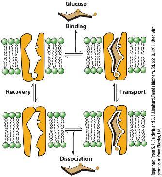 plasma membrane concentration gradients transport mechanisms diffusion requires requires